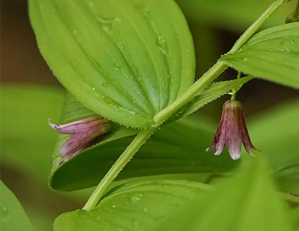 Wildflowers of the Adirondacks: Rose Twisted Stalk (Streptopus lanceolatus) on the Barnum Brook Trail at the Paul Smith's College VIC (31 May 2019).