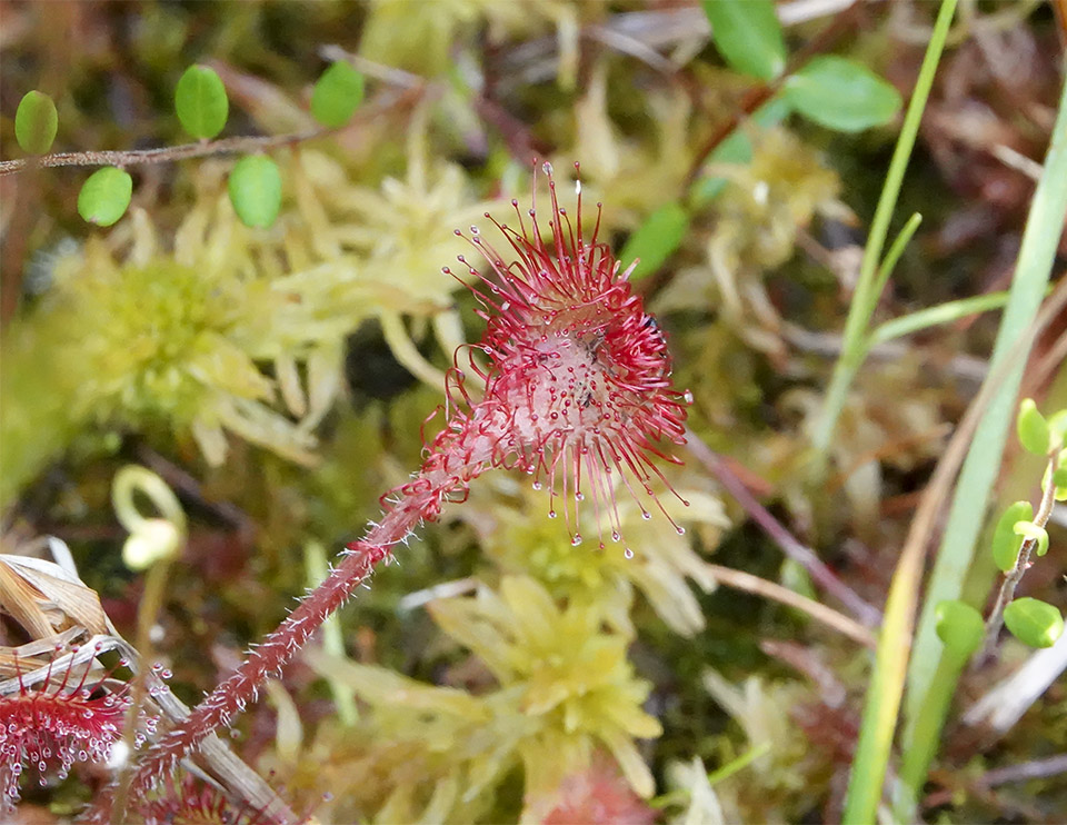 Wetland Wildflowers of the Adirondack Park: Roundleaf Sundew (Drosera rotundifolia) on Barnum Bog (20 July 2019). Click for a larger image, opening in a new window. Wetland Wildflowers of the Adirondack Park: Roundleaf Sundew (Drosera rotundifolia) on Barnum Bog (20 July 2019).