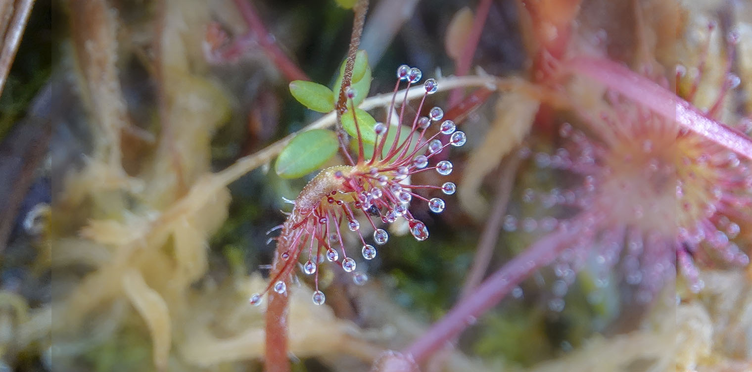 Wetland Wildflowers of the Adirondack Park: Roundleaf Sundew (Drosera rotundifolia) on Barnum Bog (21 July 2018). Click for a larger image, opening in a new window. Wetland Wildflowers of the Adirondack Park: Roundleaf Sundew (Drosera rotundifolia) on Barnum Bog (21 July 2018).