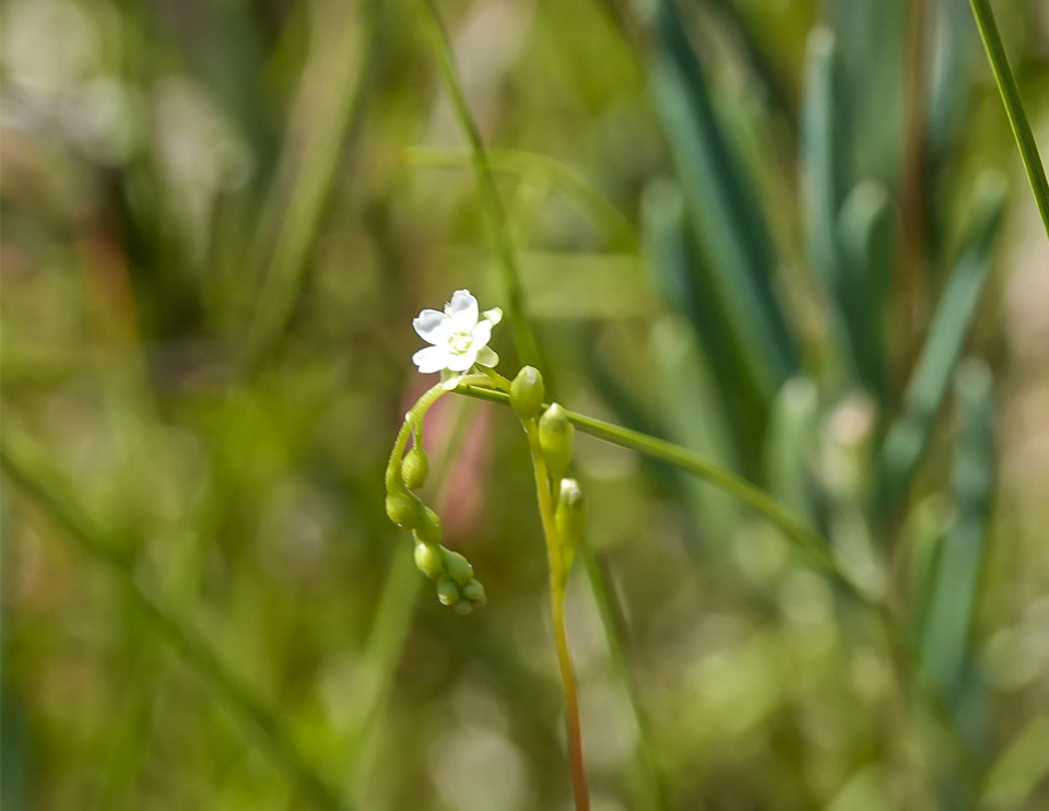Wetland Wildflowers of the Adirondack Park: Roundleaf Sundew (Drosera rotundifolia) on Barnum Bog at the Paul Smith's College VIC (20 July 2019). Click for a larger image, opening in a new window. Wetland Wildflowers of the Adirondack Park: Roundleaf Sundew (Drosera rotundifolia) on Barnum Bog at the Paul Smith's College VIC (20 July 2019).