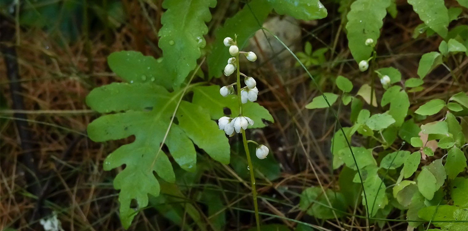 Wildflowers of the Adirondack Park: Shinleaf (Pyrola elliptica) at the Adirondack Wildlife Refuge (18 July 2019). Click for a larger image, opening in a new window. Wildflowers of the Adirondack Park: Shinleaf (Pyrola elliptica) at the Adirondack Wildlife Refuge (18 July 2019).