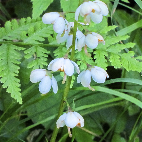 Wildflowers of the Adirondack Park: Shinleaf near Craig Wood Golf Course in Lake Placid (7 July 2011). Click for a larger image, opening in a new window. Wildflowers of the Adirondack Park: Shinleaf near Craig Wood Golf Course in Lake Placid (7 July 2011).