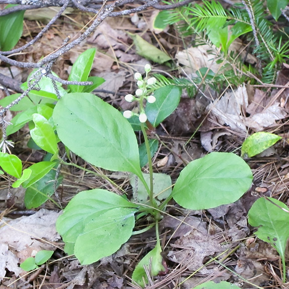 Wildflowers of the Adirondack Park: Shinleaf on the Heron Marsh Trail (23 June 2012). Click for a larger image, opening in a new window. Wildflowers of the Adirondack Park: Shinleaf on the Heron Marsh Trail (23 June 2012).