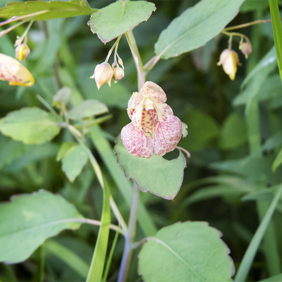 Wetland Wildflowers of the Adirondack Park: Spotted Touch-me-not near Clear Pond, Franklin County (13 August 2017). Click for a larger image, opening in a new window. Wetland Wildflowers of the Adirondack Park: Spotted Touch-me-not near Clear Pond, Franklin County (13 August 2017).