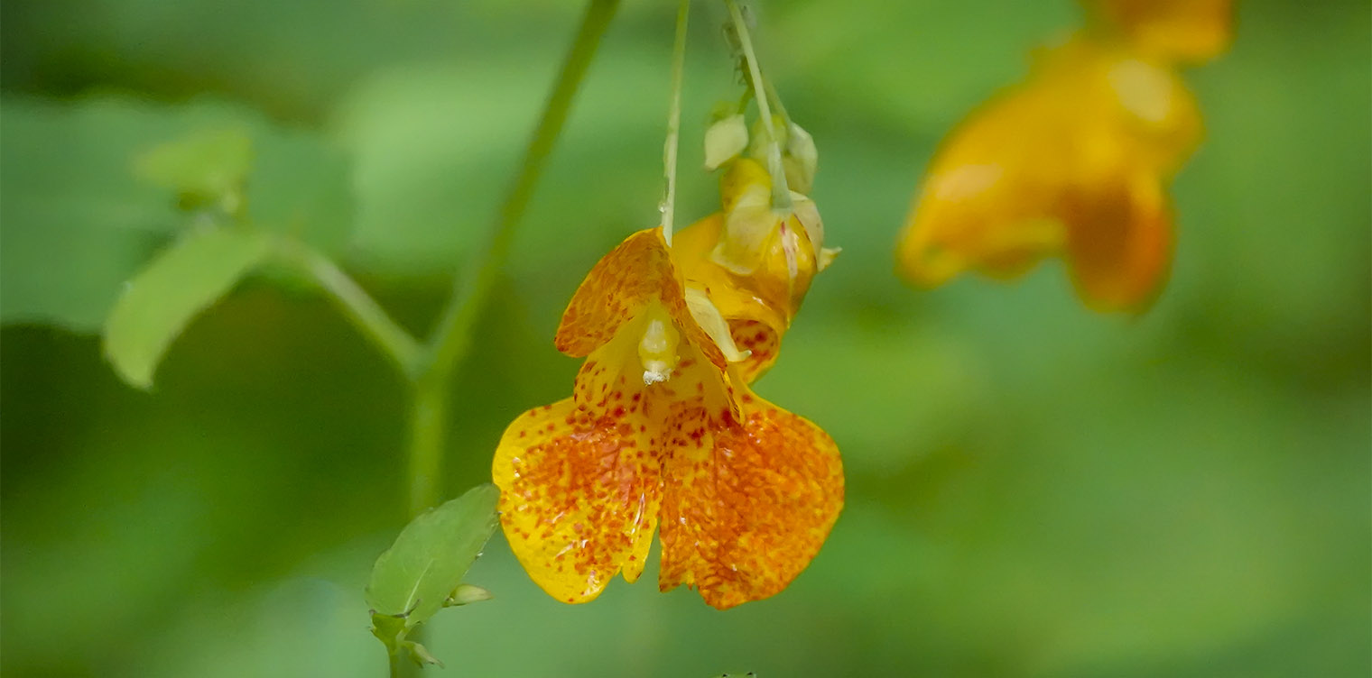 Wetland Wildflowers of the Adirondack Park: Spotted Touch-me-not on the Loop Trail at Henry's Woods (18 August 2019). Click for a larger image, opening in a new window. Wetland Wildflowers of the Adirondack Park: Spotted Touch-me-not on the Loop Trail at Henry's Woods (18 August 2019).