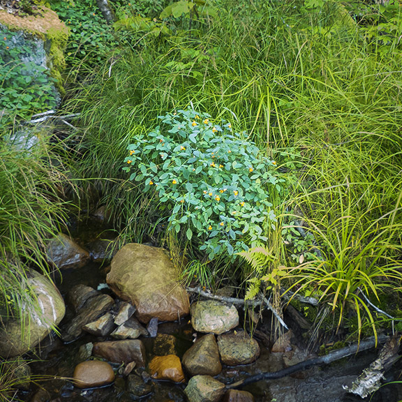Wetland Wildflowers of the Adirondack Park: Spotted Touch-me-not along a stream on the Fox Run Trail (21 August 2013). Click for a larger image, opening in a new window. Wetland Wildflowers of the Adirondack Park: Spotted Touch-me-not along a stream on the Fox Run Trail (21 August 2013).