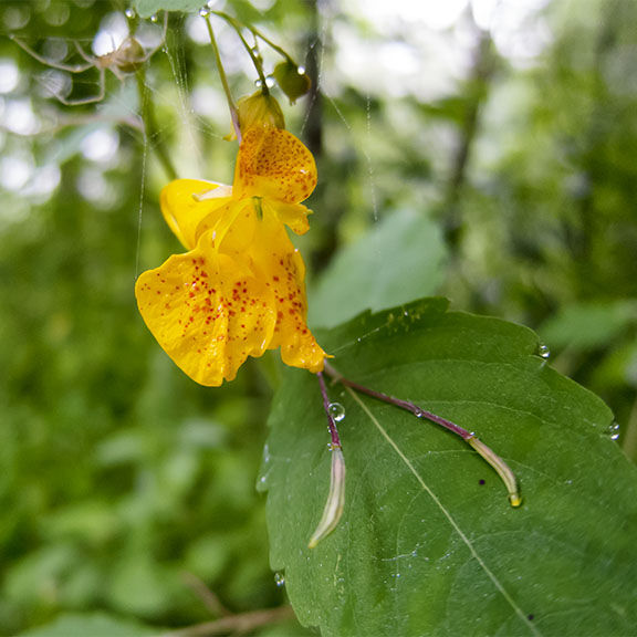 Wetland Wildflowers of the Adirondack Park: Spotted Touch-me-not on the Bloomingdale Bog Trail (1 August 2017). Click for a larger image, opening in a new window. Wetland Wildflowers of the Adirondack Park: Spotted Touch-me-not on the Bloomingdale Bog Trail (1 August 2017).