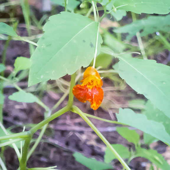 Wetland Wildflowers of the Adirondack Park: Spotted Touch-me-not on the Peninsula Nature Trails (4 August 2017). Click for a larger image, opening in a new window. Wetland Wildflowers of the Adirondack Park: Spotted Touch-me-not on the Peninsula Nature Trails (4 August 2017).