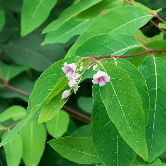 Wildflowers of the Adirondack Park: Spreading Dogbane at the Paul Smiths VIC (19 July 2017). Click for a larger image, opening in a new window. Wildflowers of the Adirondack Park: Spreading Dogbane at the Paul Smiths VIC (19 July 2017).
