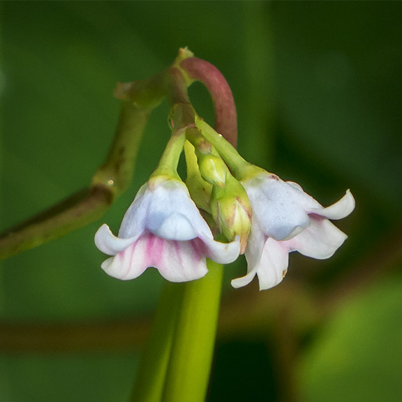 Wildflowers of the Adirondack Park: Spreading Dogbane at the Paul Smiths VIC (18 July 2013). Click for a larger image, opening in a new window. Wildflowers of the Adirondack Park: Spreading Dogbane at the Paul Smiths VIC (18 July 2013).