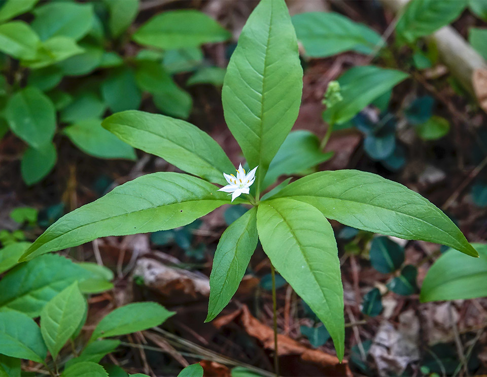 Wildflowers of the Adirondack Mountains: Starflower (Trientalis borealis) at the Adirondack Wildlife Refuge (25 May 2018). Click for a larger image, opening in a new window. Wildflowers of the Adirondack Mountains: Starflower (Trientalis borealis) at the Adirondack Wildlife Refuge (25 May 2018).