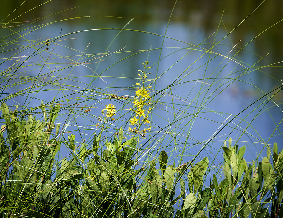 Wildflowers of the Adirondack Park:Swamp Candles (Lysimachia terrestris) on Barnum Bog (20 July 2019). Click for a larger image, opening in a new window. Wildflowers of the Adirondack Park:Swamp Candles (Lysimachia terrestris) on Barnum Bog (20 July 2019).