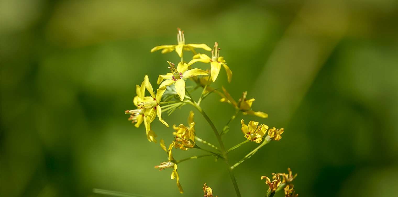 Wildflowers of the Adirondack Park: Swamp Candles (Lysimachia terrestris) in bloom on the Sucker Brook Trail at the Adirondack Interpretive Center (5 August 2018). Click for a larger image, opening in a new window. Wildflowers of the Adirondack Park: Swamp Candles (Lysimachia terrestris) in bloom on the Sucker Brook Trail at the Adirondack Interpretive Center (5 August 2018).