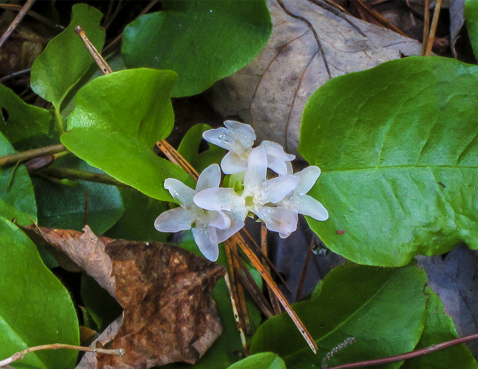 Wildflowers of the Adirondack Park: Trailing Arbutus (Epigaea repens) on the Heron Marsh Trail (12 May 2013). Click for a larger image, opening in a new window. Wildflowers of the Adirondack Park: Trailing Arbutus (Epigaea repens) on the Heron Marsh Trail (12 May 2013).
