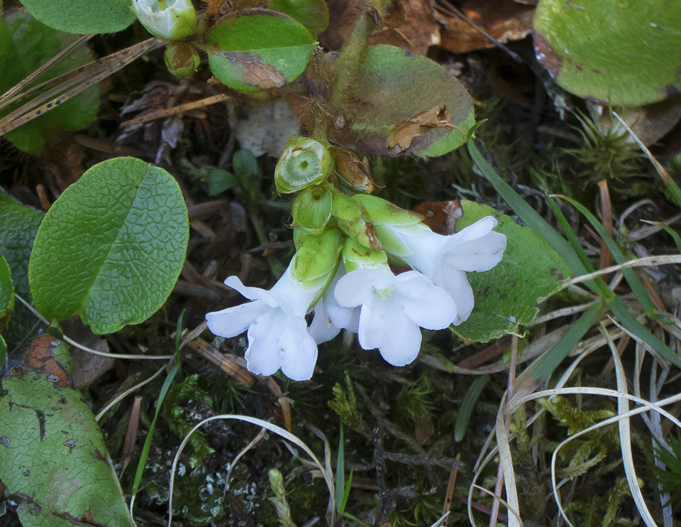 Wildflowers of the Adirondack Park: Trailing Arbutus (Epigaea repens) in bloom along the Heron Marsh Trail at the Paul Smiths VIC (4 May 2013). Click for a larger image, opening in a new window. Wildflowers of the Adirondack Park: Trailing Arbutus (Epigaea repens) in bloom along the Heron Marsh Trail at the Paul Smiths VIC (4 May 2013).