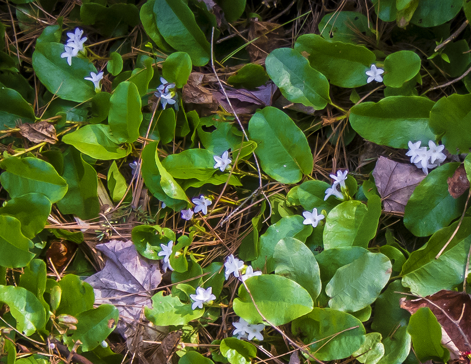 Wildflowers of the Adirondack Park: Trailing Arbutus (Epigaea repens) on the Heron Marsh Trail (8 May 2013). Click for a larger image, opening in a new window. Wildflowers of the Adirondack Park: Trailing Arbutus (Epigaea repens) on the Heron Marsh Trail (8 May 2013).