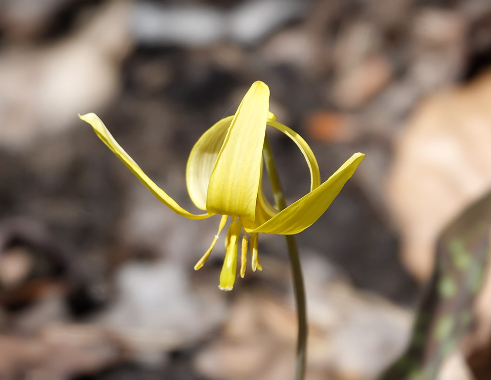 Adirondack Wildflowers: Trout Lily on the Big Field Loop at Heaven Hill (14 May 2018). Click for a larger image, opening in a new window. Adirondack Wildflowers: Trout Lily on the Big Field Loop at Heaven Hill (14 May 2018).