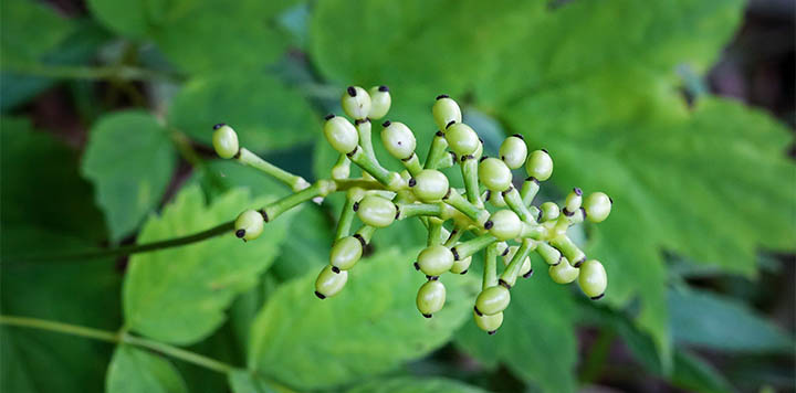 Wildflowers of the Adirondack Park: White Baneberry (Actaea pachypoda) on the Big Field Loop at Heaven Hill (3 August 2020). 