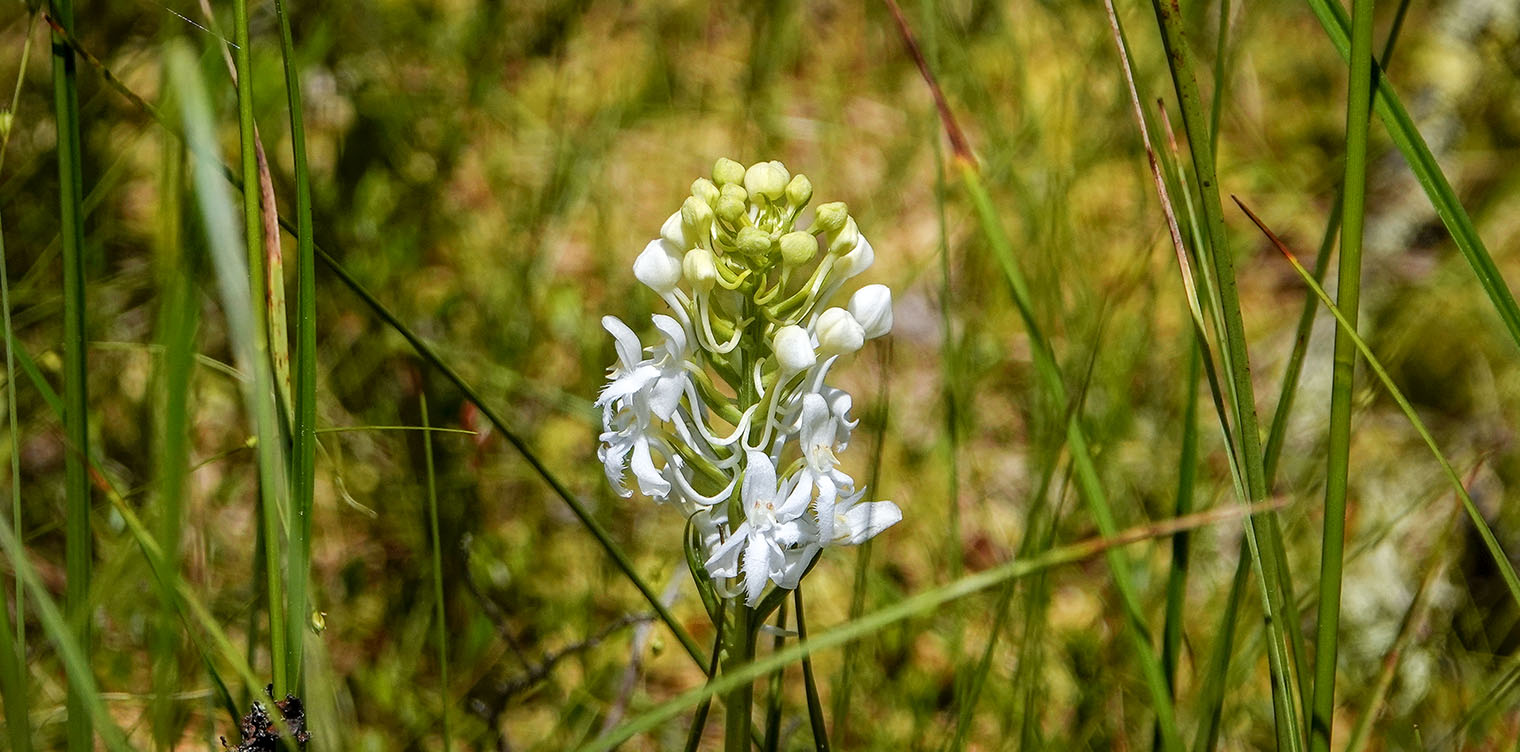 Wetland Wildflowers of the Adirondack Park: White Fringed Orchid (Platanthera blephariglottis) on Barnum Bog at the Paul Smith's College VIC (7 July 2018). Click for a larger image, opening in a new window. Wetland Wildflowers of the Adirondack Park: White Fringed Orchid (Platanthera blephariglottis) on Barnum Bog at the Paul Smith's College VIC (7 July 2018).