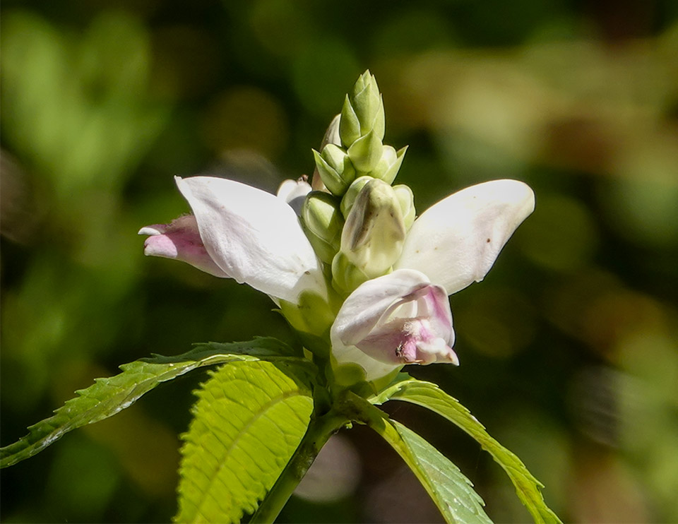 Wildflowers of the Adirondacks: White Turtlehead (Chelone glabra) on the Black Pond Trail at the Paul Smith's College VIC (20 April 2018) Wildflowers of the Adirondacks: White Turtlehead (Chelone glabra) on the Black Pond Trail at the Paul Smith's College VIC (20 April 2018)