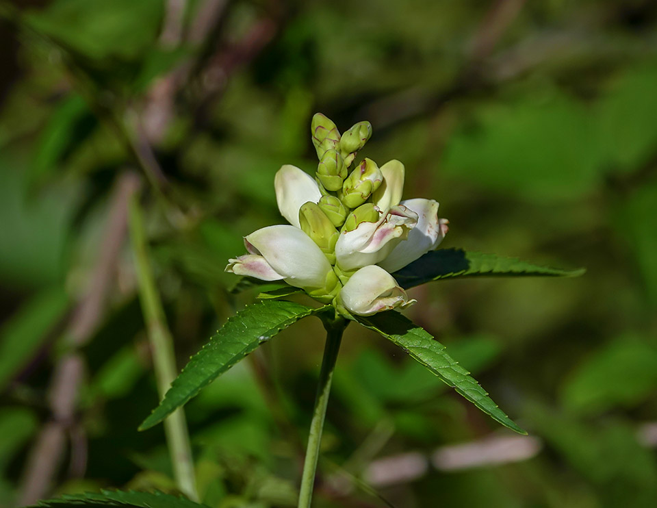 Wildflowers of the Adirondack Park: White Turtlehead (Chelone glabra) in a wetland on the Black Pond Trail at the Paul Smith's College VIC (23 August 2018). Click for a larger image, opening in a new window. Wildflowers of the Adirondack Park: White Turtlehead (Chelone glabra) in a wetland on the Black Pond Trail at the Paul Smith's College VIC (23 August 2018).