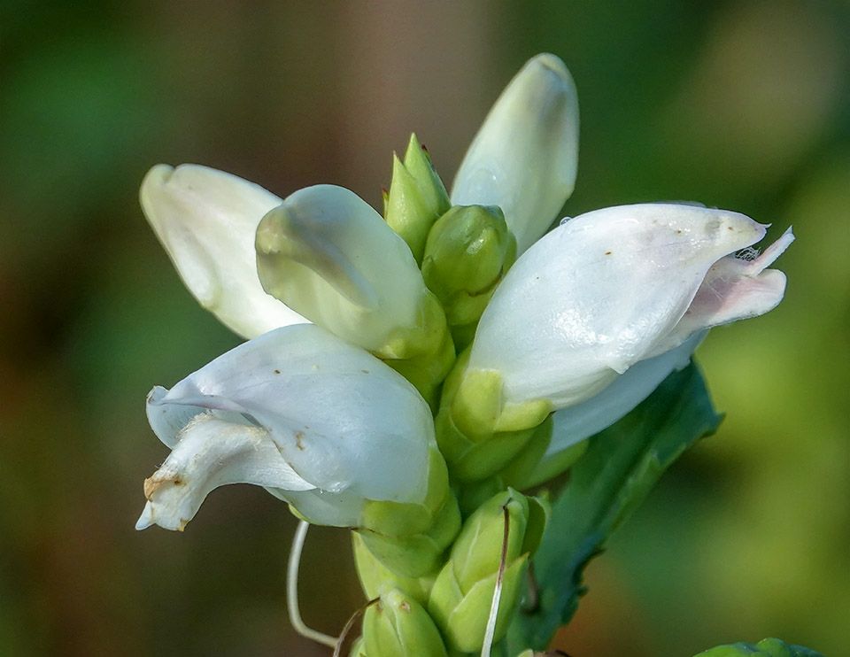 Wildflowers of the Adirondack Park: White Turtlehead (Chelone glabra) on the edge of the Cemetery Road Wetlands (5 September 2018). Click for a larger image, opening ina new window. Wildflowers of the Adirondack Park: White Turtlehead (Chelone glabra) on the edge of the Cemetery Road Wetlands (5 September 2018).