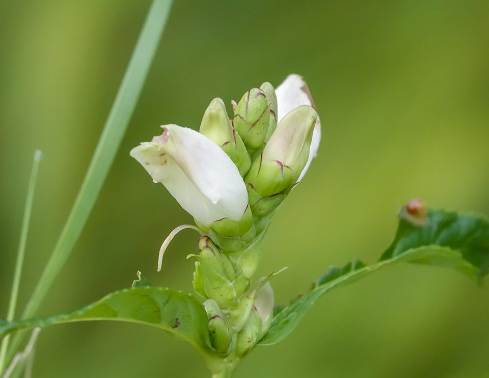 Wildflowers of the Adirondack Park: White Turtlehead (Chelone glabra) in a wetland area along Hulls Falls Road (12 August 2019). Click for a larger image, opening in a new window. Wildflowers of the Adirondack Park: White Turtlehead (Chelone glabra) in a wetland area along Hulls Falls Road (12 August 2019).