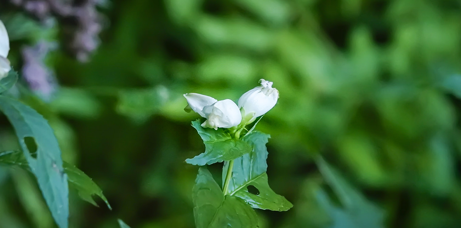Wildflowers of the Adirondack Park: White Turtlehead (Chelone glabra) on the Sucker Brook Trail at the Adirondack Interpretive Center in Newcomb (18 September 2019). Click for a larger image, opening in a new window. Wildflowers of the Adirondack Park: White Turtlehead (Chelone glabra) on the Sucker Brook Trail at the Adirondack Interpretive Center in Newcomb (18 September 2019).