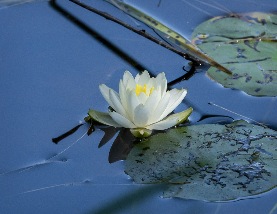 Wetland Wildflowers of the Adirondack Park: White Water-lily (Nymphaea odorata) on the Black Pond Trail at the Paul Smith's College VIC (14 August 2019). Click to see a larger version of the image, opening in a new window. Wetland Wildflowers of the Adirondack Park: White Water-lily (Nymphaea odorata) on the Black Pond Trail at the Paul Smith's College VIC (14 August 2019).
