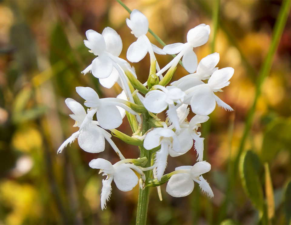 Wetland Wildflowers of the Adirondack Park: White Fringed Orchid (Platanthera blephariglottis) on the Boreal Life Trail (26 July 2014). Wetland Wildflowers of the Adirondack Park: White Fringed Orchid (Platanthera blephariglottis) on the Boreal Life Trail (26 July 2014).