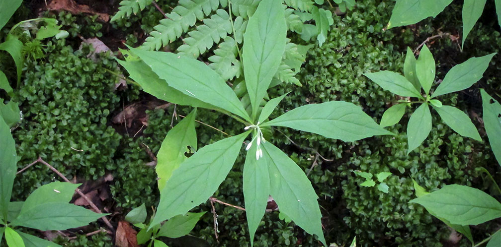 Wildflowers of the Adirondack Park: Whorled Wood Aster in bud on the Barnum Brook Trail (28 July 2012).