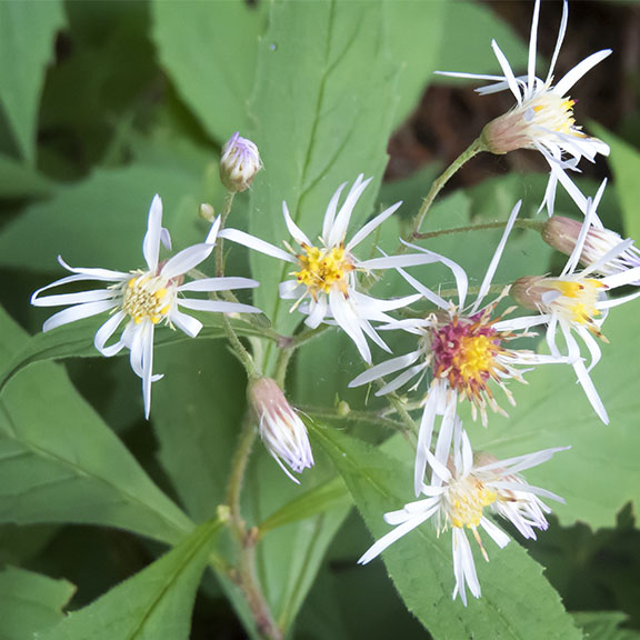 Wildflowers of the Adirondack Park: Whorled Wood Aster on the Heart Lake Trail (14 August 2017).