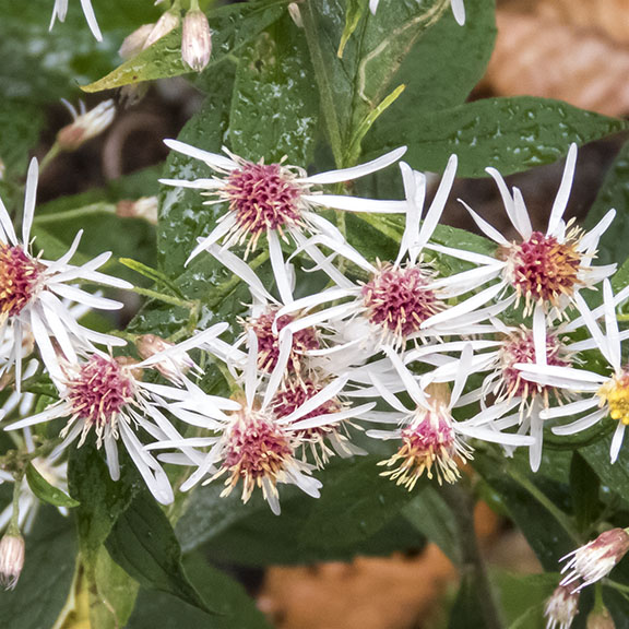 Wildflowers of the Adirondack Park: Whorled Wood Aster at Heaven Hill (13 August 2017).