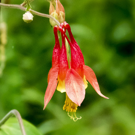 Wildflowers of the Adirondack Park: Wild Columbine on the Barnum Brook Trail (21 June 2017).