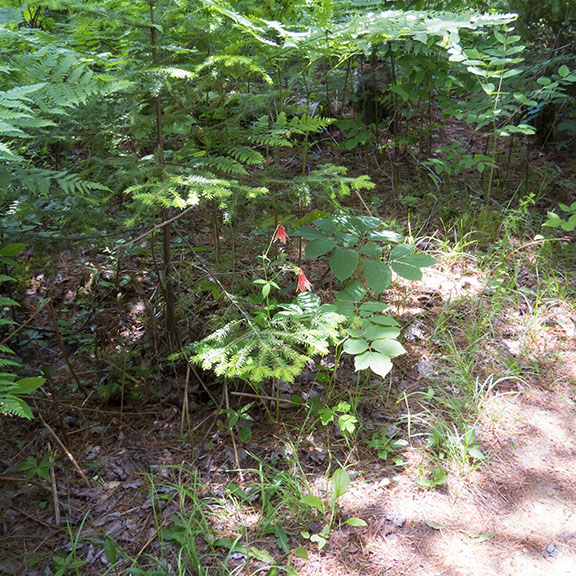 Wildflowers of the Adirondack Park: Wild Columbine in bloom near Balsam Fir and Eastern Bracken Fern on the Barnum Brook Trail (29 June 2014).