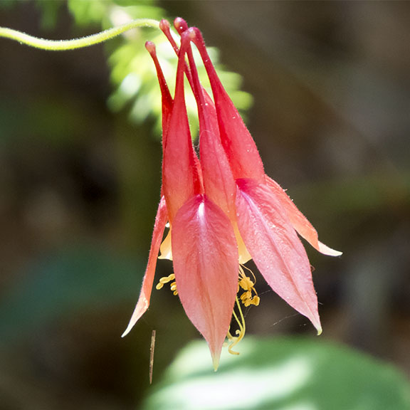 Wildflowers of the Adirondack Park: Wild Columbine on the Barnum Brook Trail (29 June 2014).