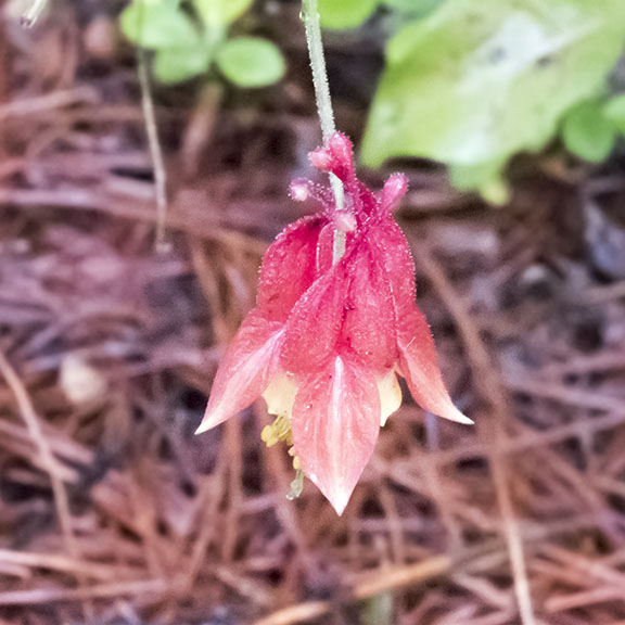 Wildflowers of the Adirondack Park: Wild Columbine on the Bloomingdale Bog Trail (1 August 2017).