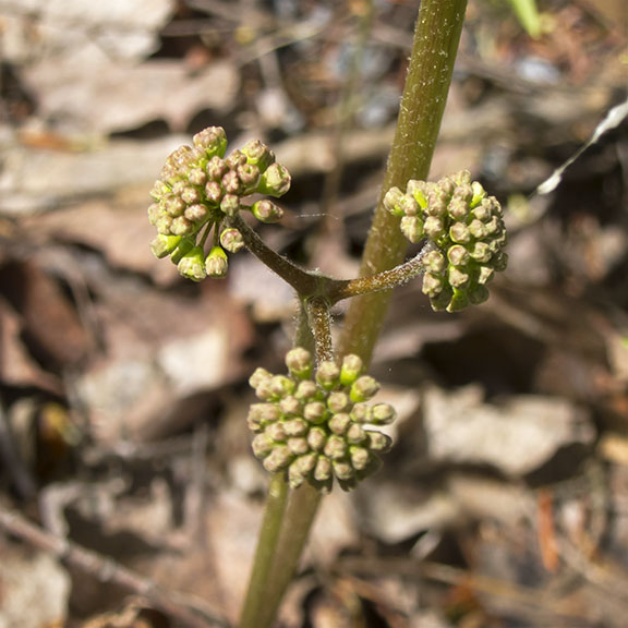 Wildflowers of the Adirondack Park: Wild Sarsaparilla on the Heaven Hill Trails (23 May 2017). Click for a larger image, opening in a new window. Wildflowers of the Adirondack Park: Wild Sarsaparilla on the Heaven Hill Trails (23 May 2017).