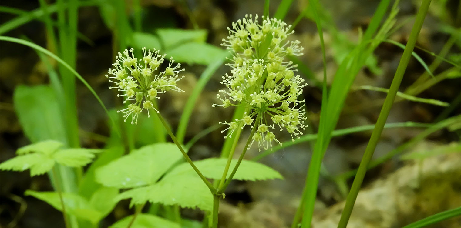 Wildflowers of the Adirondack Park: Wild Sarsaparilla in bloom on the Bloomingdale Bog Trail (12 June 2019). Click for a larger image, opening in a new window. Wildflowers of the Adirondack Park: Wild Sarsaparilla in bloom on the Bloomingdale Bog Trail (12 June 2019).