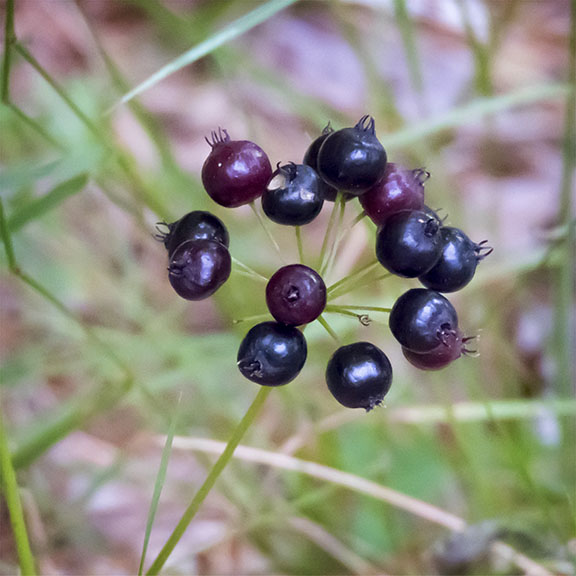 Wildflowers of the Adirondack Park: Wild Sarsaparilla at the Paul Smith's College VIC (23 July 2017). Click for a larger image, opening in a new window. Wildflowers of the Adirondack Park: Wild Sarsaparilla at the Paul Smith's College VIC (23 July 2017).