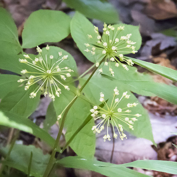 Wildflowers of the Adirondack Park: Wild Sarsaparilla on the Heart lake Trail (28 June 2017). Click for a larger image, opening in a new window. Wildflowers of the Adirondack Park: Wild Sarsaparilla on the Heart lake Trail (28 June 2017).