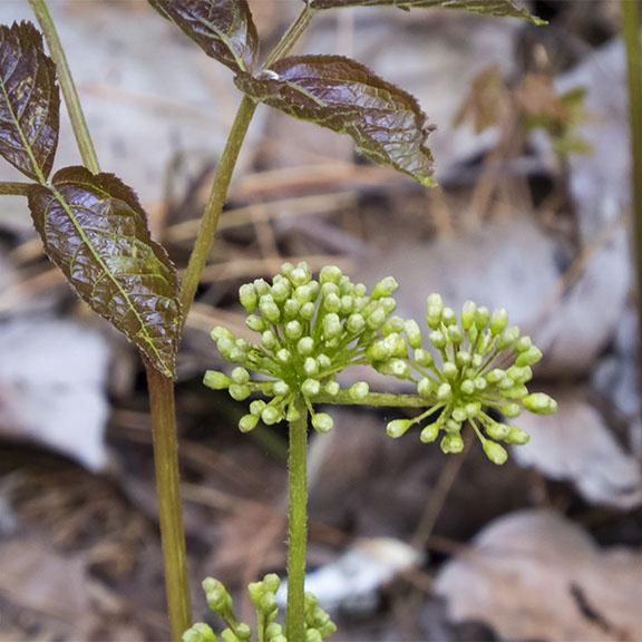 Wildflowers of the Adirondack Park: Wild Sarsaparilla on the Heron Marsh Trail at the Paul Smith's College VIC (24 May 2015). Click for a larger image, opening in a new window. Wildflowers of the Adirondack Park: Wild Sarsaparilla on the Heron Marsh Trail at the Paul Smith's College VIC (24 May 2015).