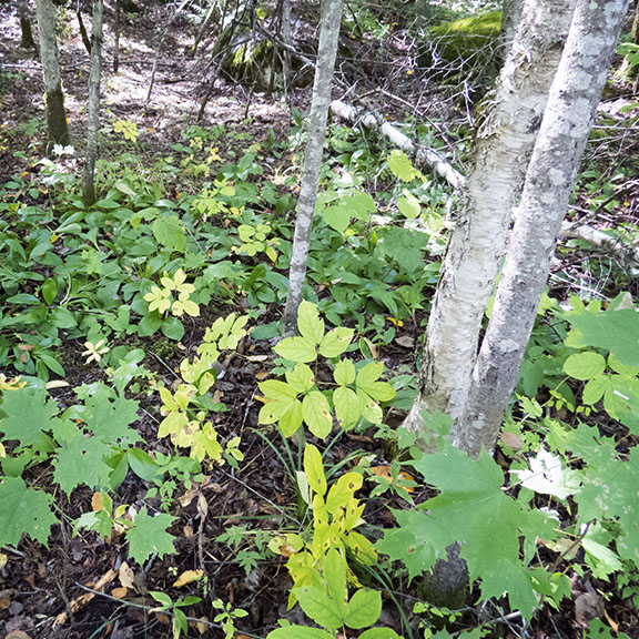 Wildflowers of the Adirondack Park: Wild Sarsaparilla on the Peninsula Nature Trails in Lake Placid (10 September 2017). Click for a larger image, opening in a new window. Wildflowers of the Adirondack Park: Wild Sarsaparilla on the Peninsula Nature Trails in Lake Placid (10 September 2017).