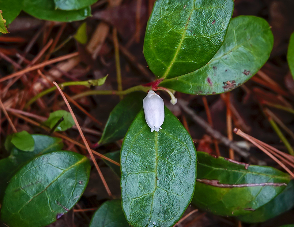 Wildflowers of the Adirondack Park: Wintergreen (Gaultheria procumbens) in bloom on the Heron Marsh Trail (28 July 2012). Click for a larger image, opening in a new window.. Wildflowers of the Adirondack Park: Wintergreen (Gaultheria procumbens) in bloom on the Heron Marsh Trail (28 July 2012).
