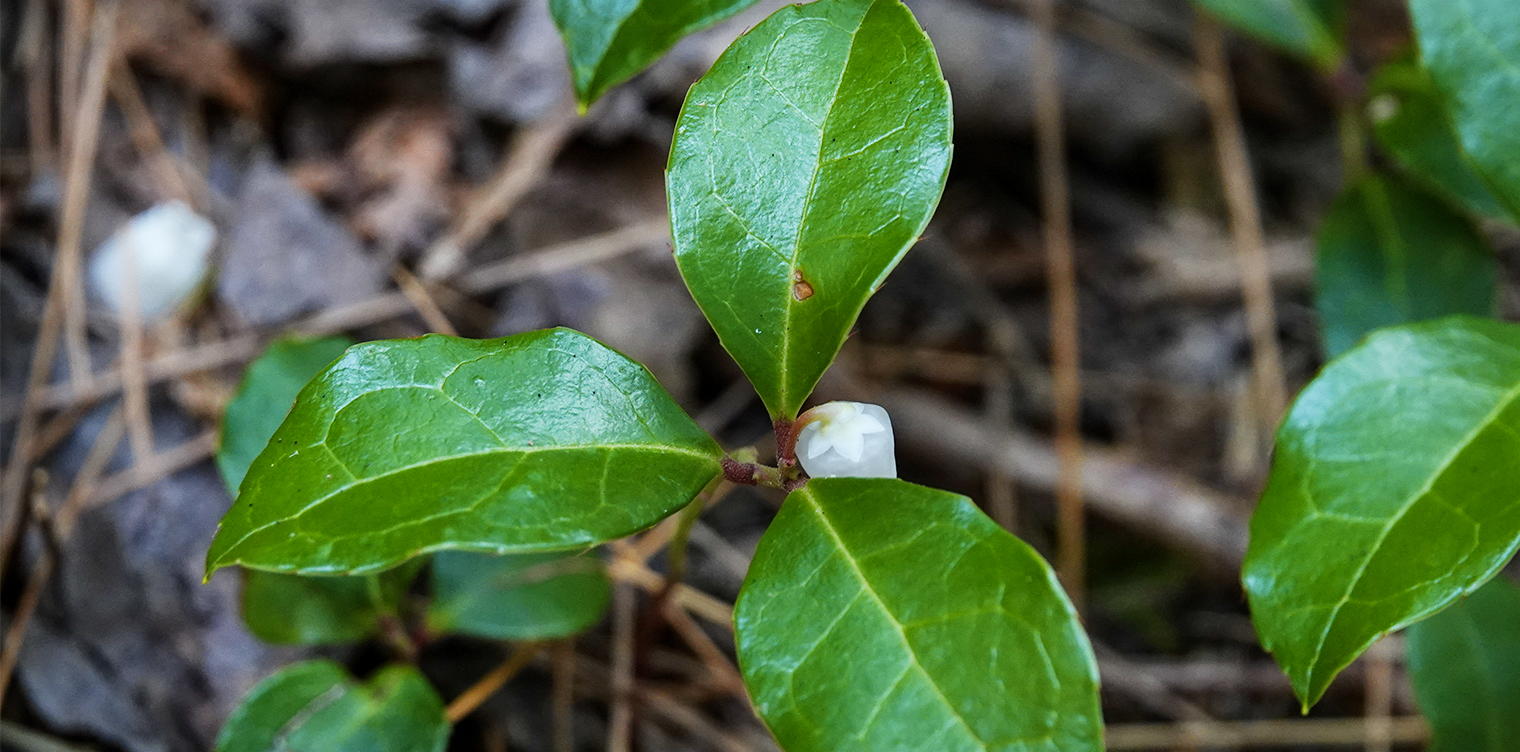 Wildflowers of the Adirondack Park: Wintergreen (Gaultheria procumbens) in bloom on the Sucker Brook Trail at the Adirondack Interpretive Center (5 August 2018). Click for a larger image, opening in a new window. Wildflowers of the Adirondack Park: Wintergreen (Gaultheria procumbens) in bloom on the Sucker Brook Trail at the Adirondack Interpretive Center (5 August 2018).