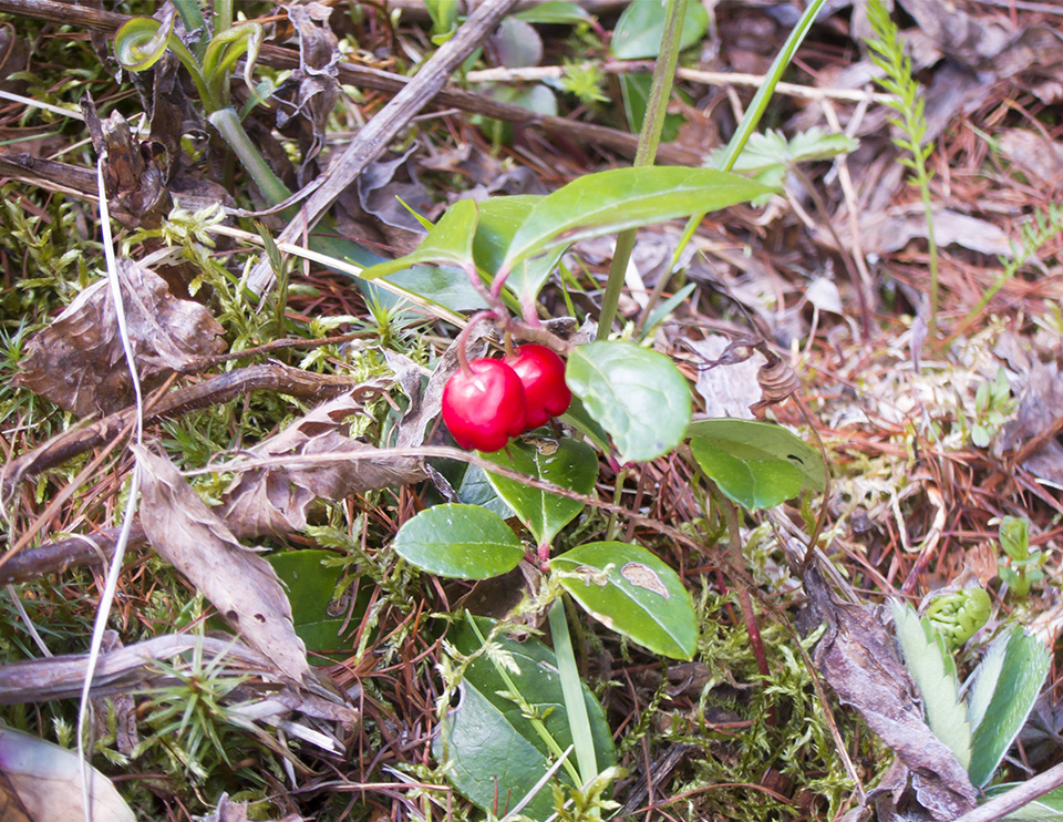 Wildflowers of the Adirondack Park: Wintergreen on the Bloomingdale Bog Trail (12 May 2017). Click for a larger image, opening in a new window. Wildflowers of the Adirondack Park: Wintergreen on the Bloomingdale Bog Trail (12 May 2017).