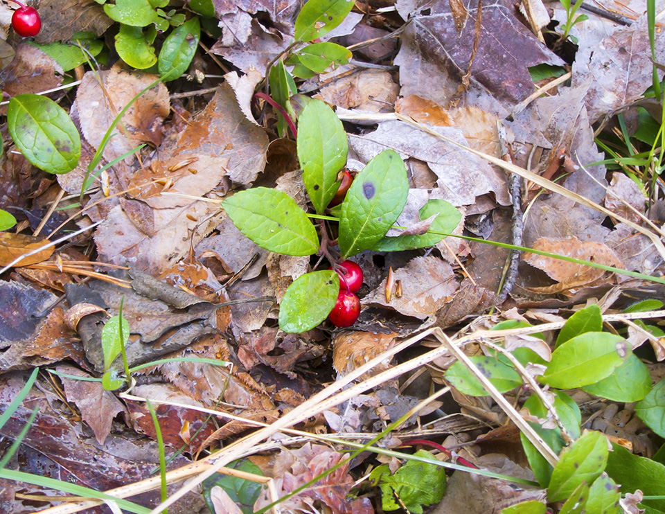 Wildflowers of the Adirondack Park: Wintergreen (Gaultheria procumbens) near Jones Pond in Franklin County (12 May 2017). Click for a larger image, opening in a new window. Wildflowers of the Adirondack Park: Wintergreen (Gaultheria procumbens) near Jones Pond in Franklin County (12 May 2017).