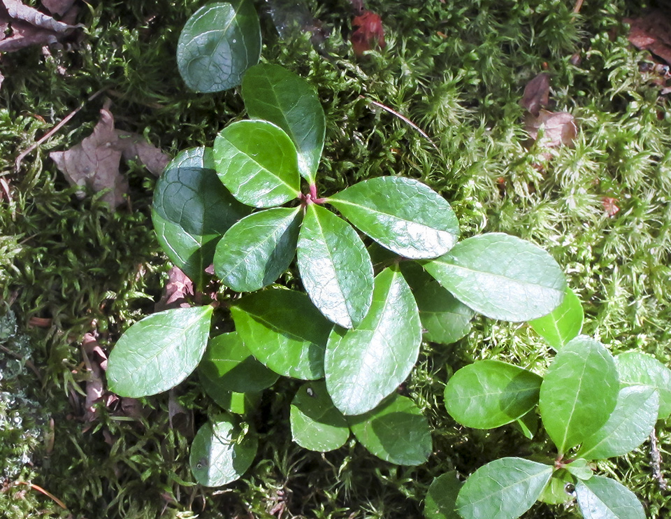 Wildflowers of the Adirondack Park: Wintergreen (Gaultheria procumbens) along the Boreal Life Trail (1 September 2012). Click for a larger image, opening in a new window. Wildflowers of the Adirondack Park: Wintergreen (Gaultheria procumbens) along the Boreal Life Trail (1 September 2012).