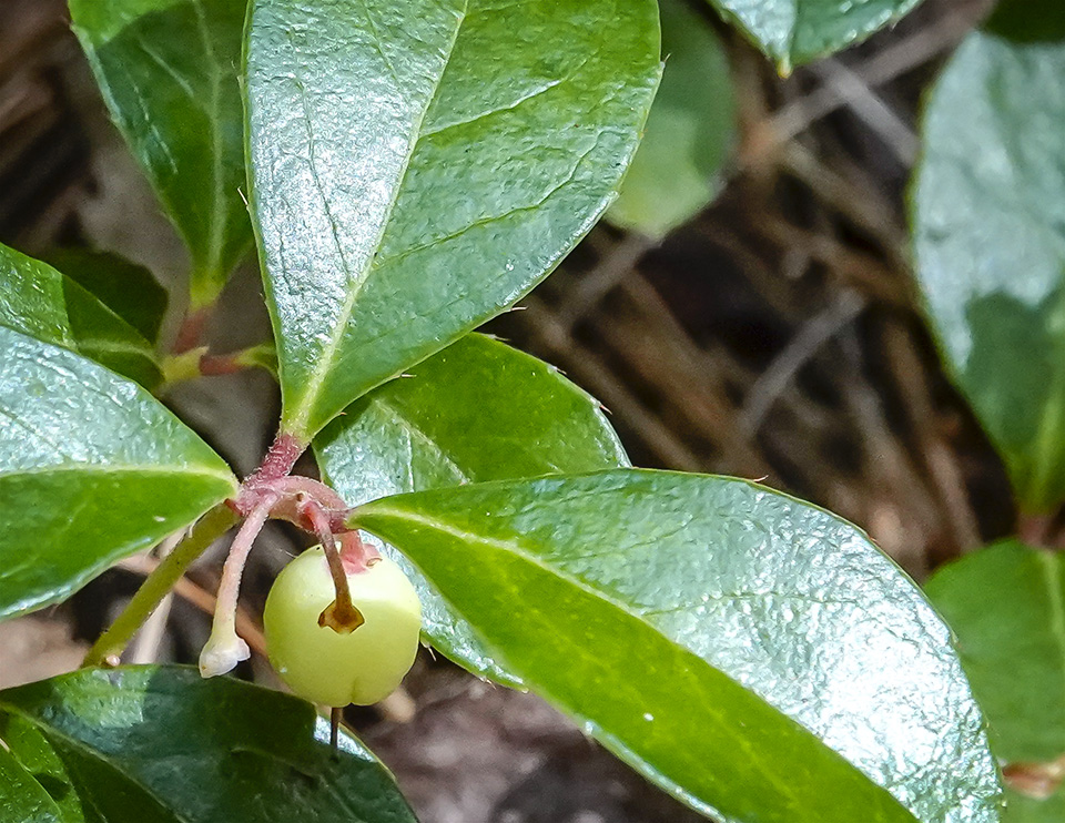 Wildflowers of the Adirondack Park: Wintergreen (Gaultheria procumbens) on the Heron Marsh Trail at the Paul Smith's College VIC (9 September 2018). Click for a larger image, opening in a new window. Wildflowers of the Adirondack Park: Wintergreen (Gaultheria procumbens) on the Heron Marsh Trail at the Paul Smith's College VIC (9 September 2018).