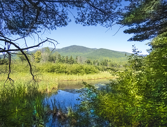 Adirondack Wetlands: Moose Slough at the Adirondack Wildlife Refuge (30 July 2017)